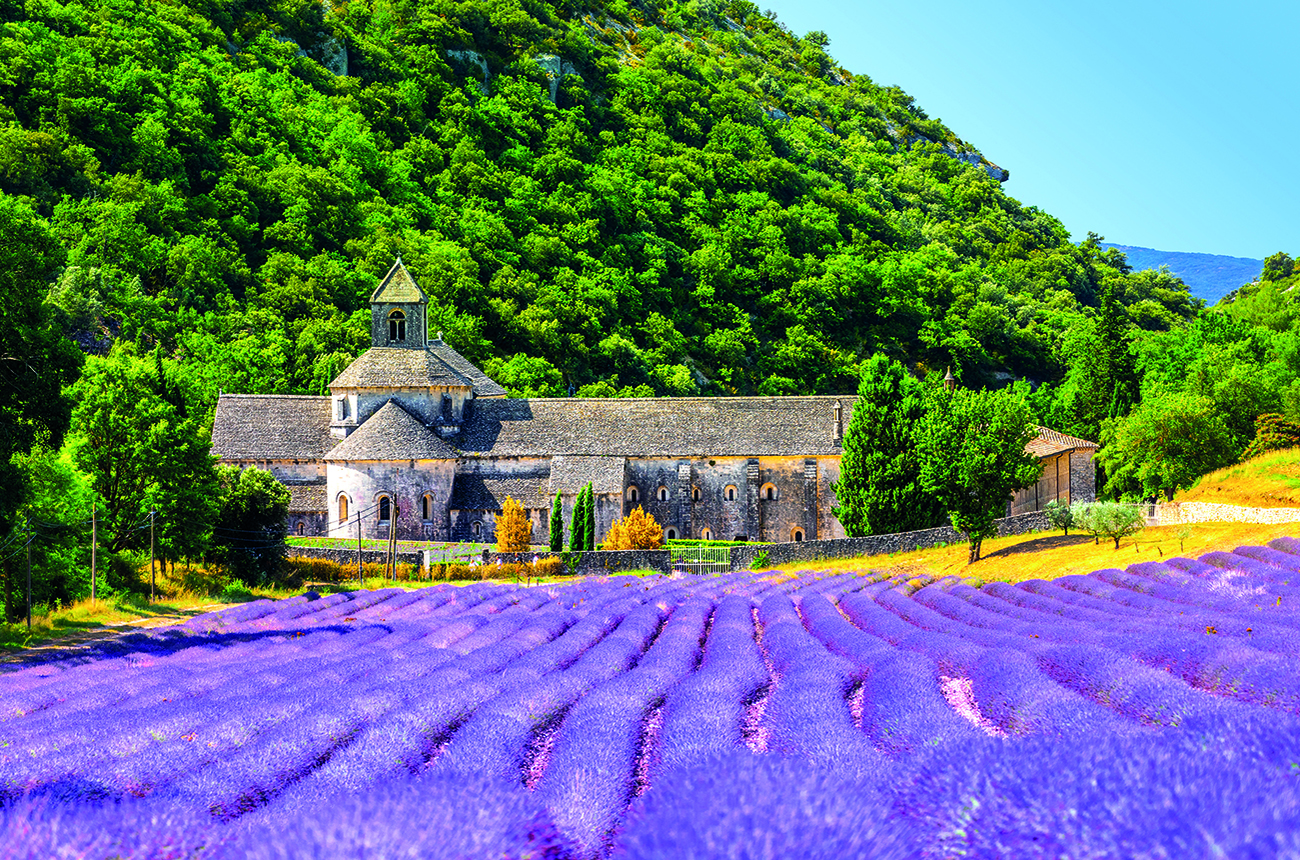 lavender field and an abbey