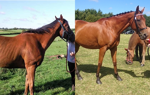 “This is my ex-racehorse, Senator Logan. He came to me straight off the track as a three-year-old in 2010. He had colic surgery at the age of five so we had quite a major setback in his education. We now enjoy hacking and competing at local shows where this year he won overall champion ridden and in-hand thoroughbred at our end of season presentation. The first picture was taken the week I got him and the second was taken at a show this summer” — Katie Nesbitt