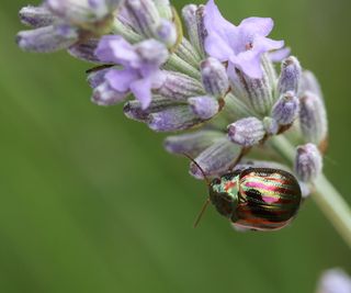Rosemary beetle feeding on a lavender plant