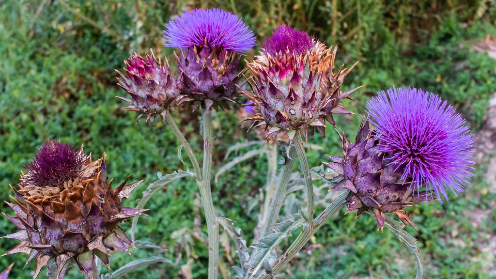 Purple flowers on a cardoon plant