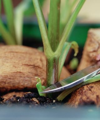 Taking cuttings of dahlias stems with a sharp knife