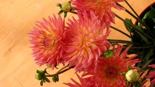 Chrysanthemum (Chrysanthemum morifolium)