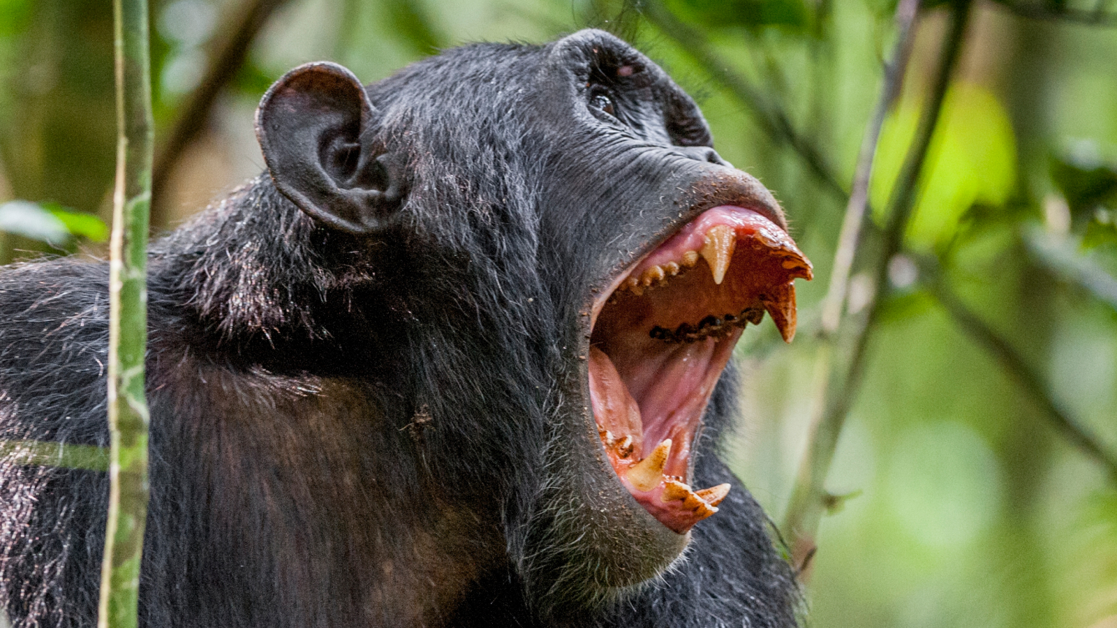 Gritando chimpancé enojado. El chimpancé (Pan troglodytes) grita en la selva tropical, dando señales a los familiares. Uganda. África