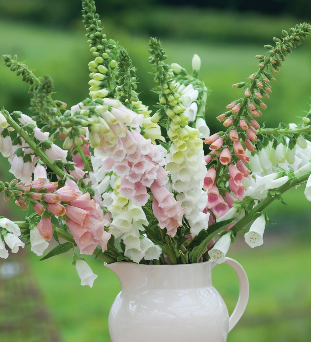 Foxglove Collection