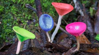 bright coloured mushrooms growing in forest