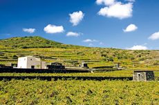 Donnafugata.36_donnafugata_cantina_a_pantelleria_ph_anna_pakula.jpg