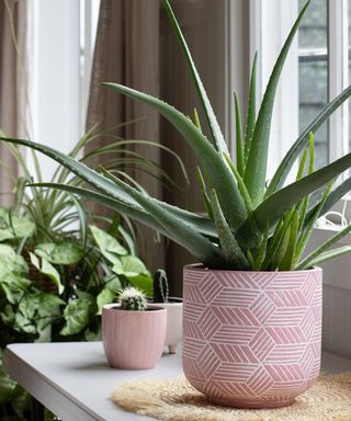 large indoor potted aloe vera plant in pink ceramic pot with other house plants