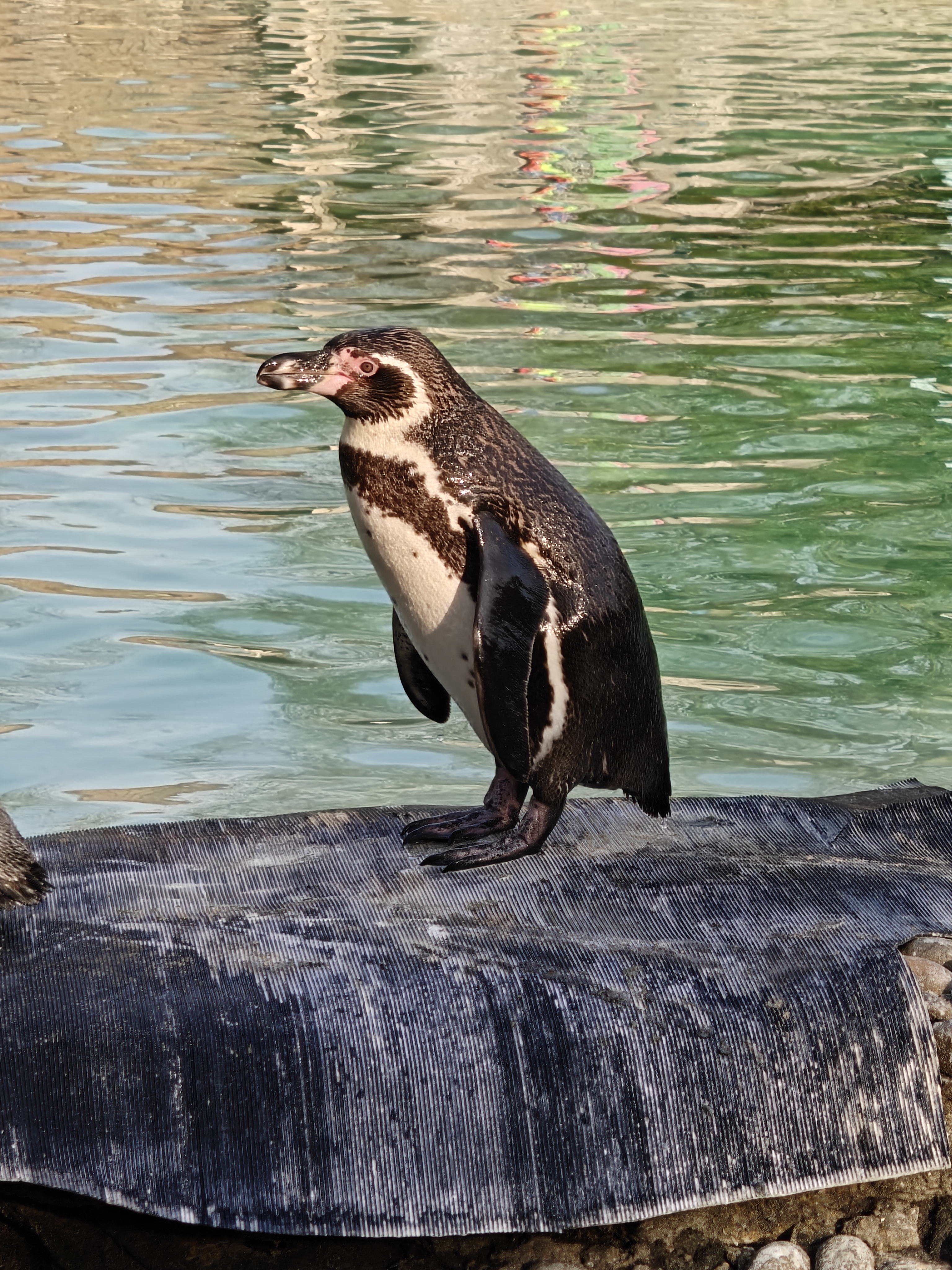 A penguin stood on a rock