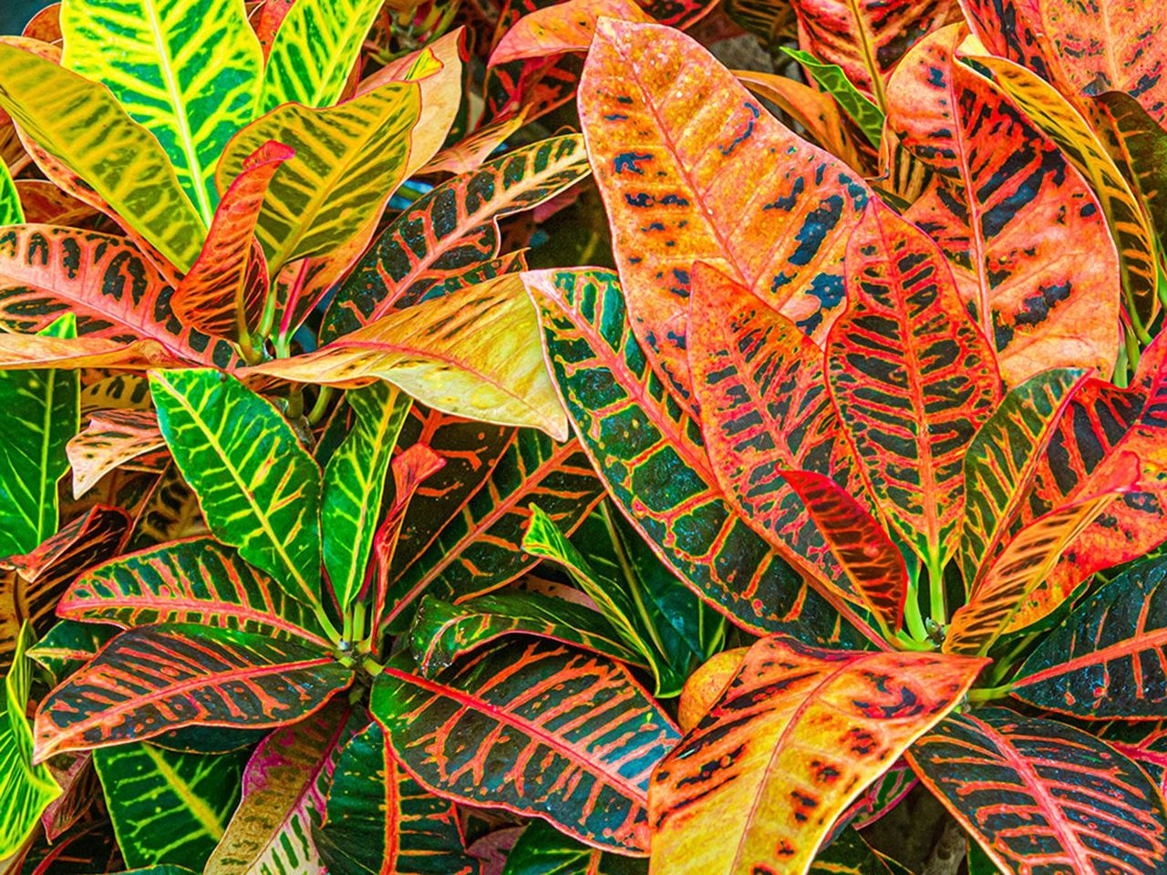 croton houseplant growing in greenhouse