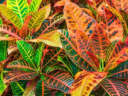 croton houseplant growing in greenhouse