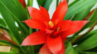 Guzmania bromeliad indoors