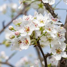 Pear blossom