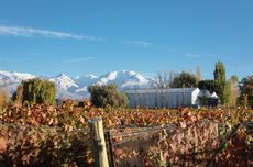 Gouguenheim winery