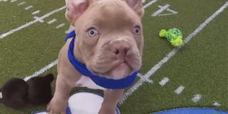 Puppy Bowl 2020 preview pup Animal Planet