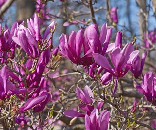 Magnolia 'Ann' with pink blooms in spring