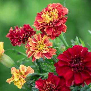 Sarah Raven Tagetes patula 'Strawberry Blonde' flowers