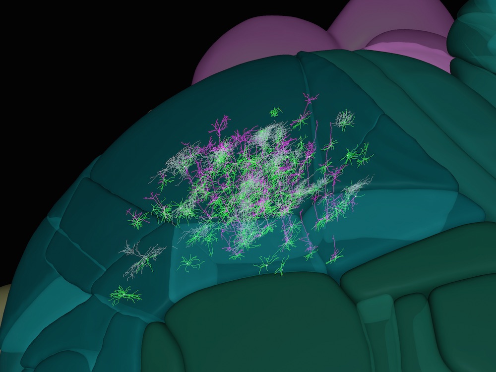 mouse brain