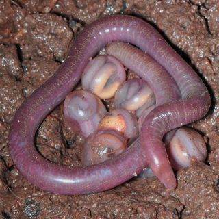 A caecilian female with eggs.