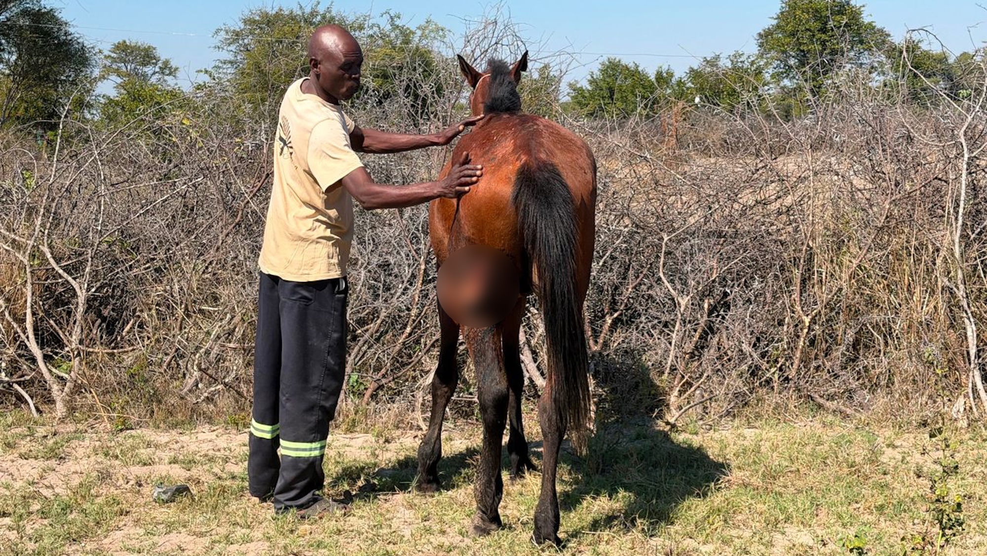 A man holding a horse with a wound on its quarters