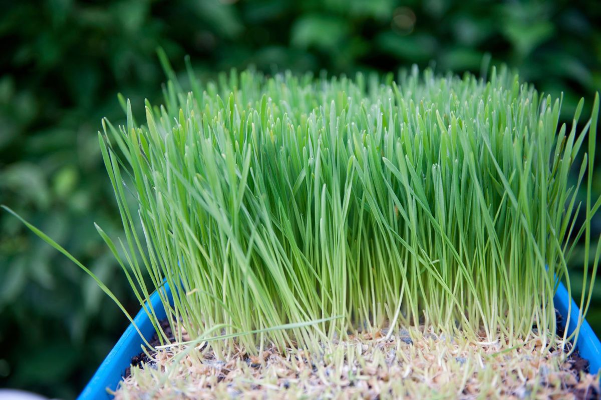 How to grow wheatgrass at deals home