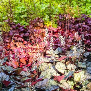 Flower bed with Heucheras Heucherella 'Twilight' Heuchera 'Northern Exposure' Red Heuchera Garden Colorful Flowerbed