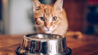 cat always hungry? Cat looks up from food dish