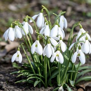 Giant snowdrops product image from Van Meuwen