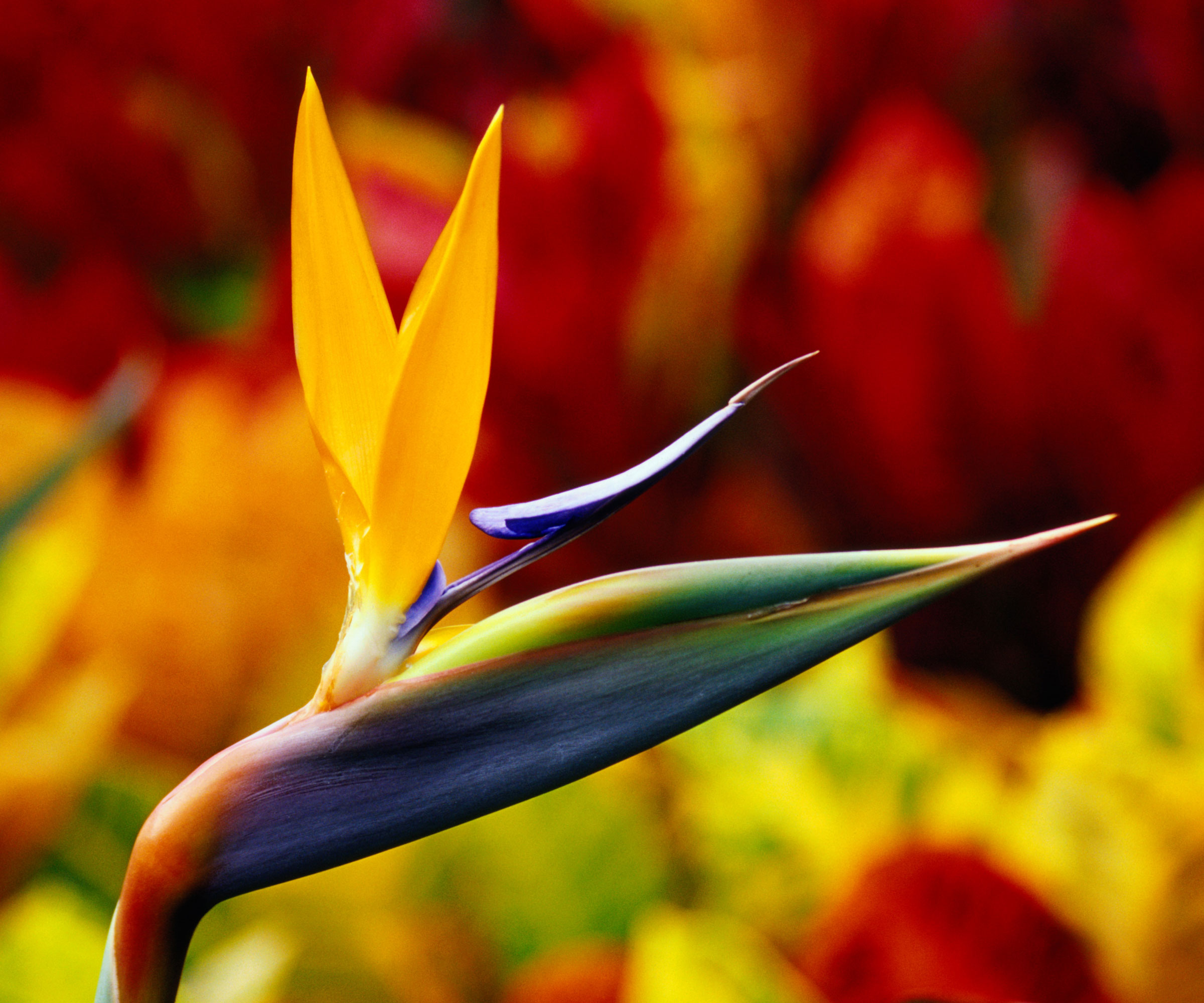 orange bird of paradise flower in detail against red background