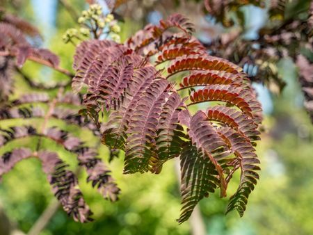 Chocolate Mimosa Tree