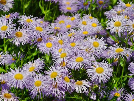 Purple Daisy Fleabane