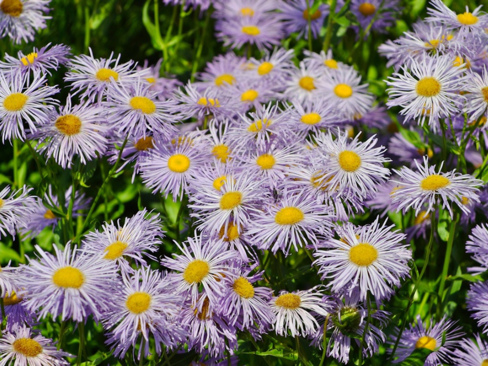Fleabane Daisy Growing - Learn About The Care Of Fleabane Wildflowers | Gardening Know How