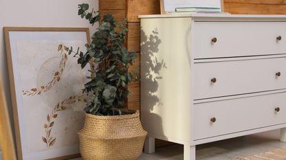 Eucalyptus houseplants next to a dresser