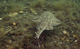 A young angel shark swims through the waters off of Wales, awaiting its next meal.