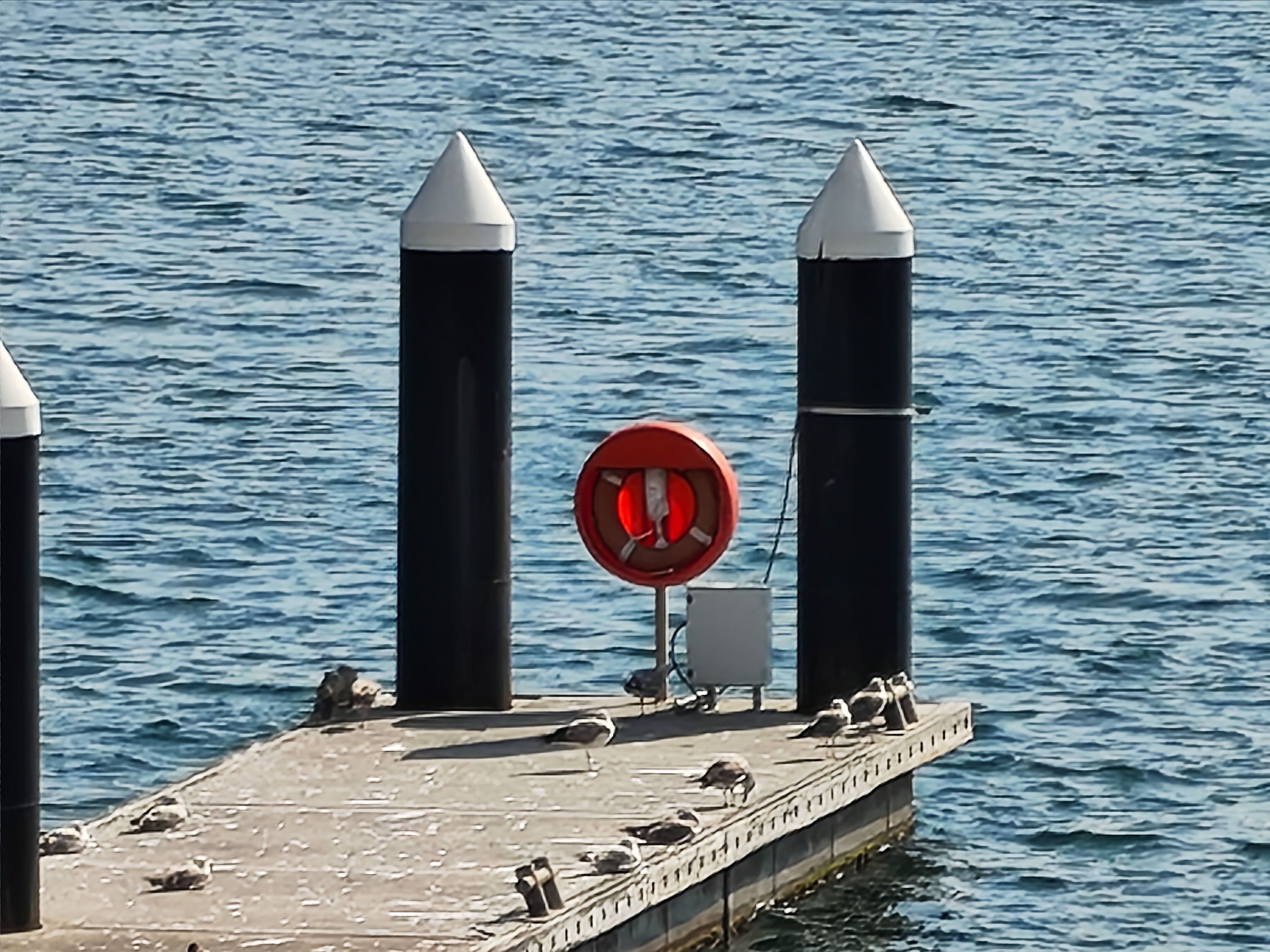 Zoomed-in view of a red lifebuoy on a dock surrounded by seagulls with the sea in the background, captured with the Nothing Phone (4a).