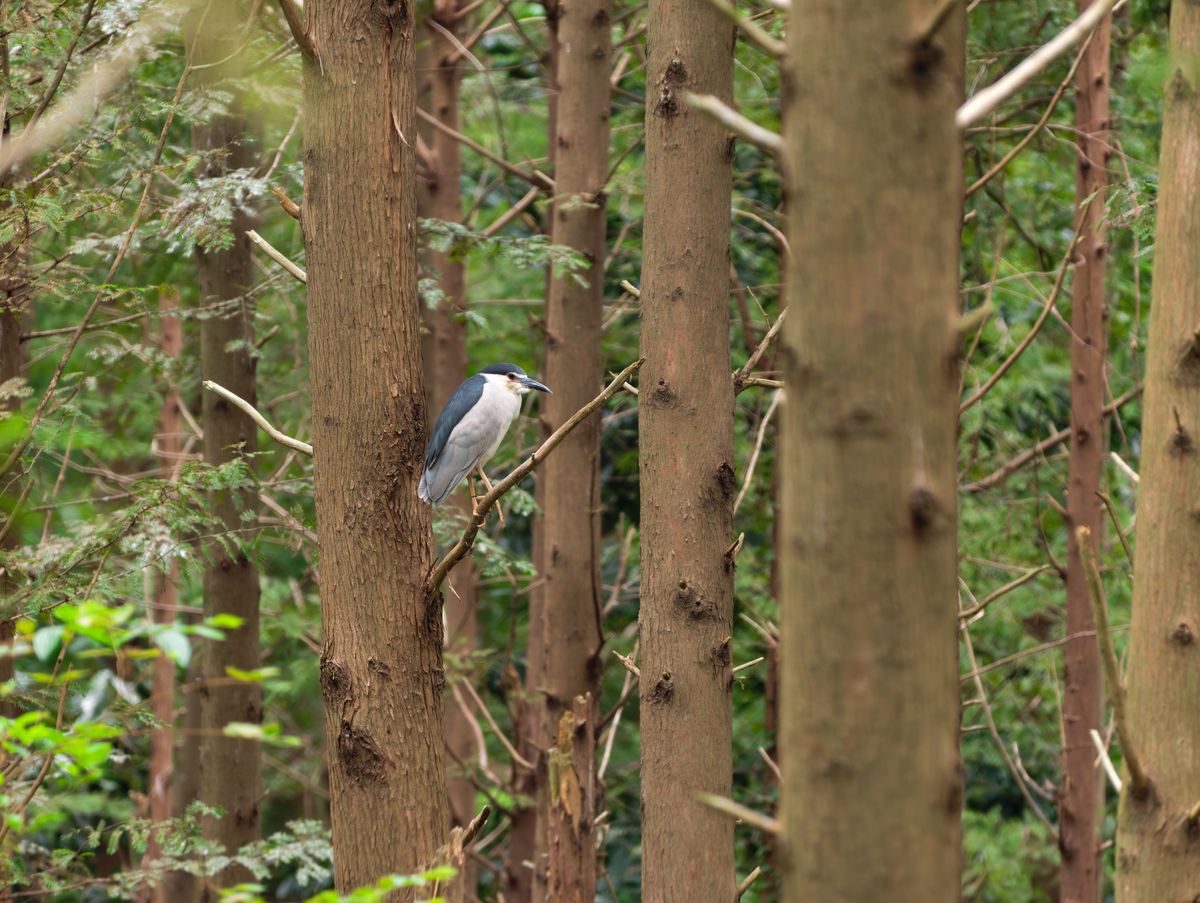 Vivo X500 Pro Max and G2 Ultra 4.7x teleconverter sample gallery: large bird perched in a tree in a nature reserve outside of Shanghai, China