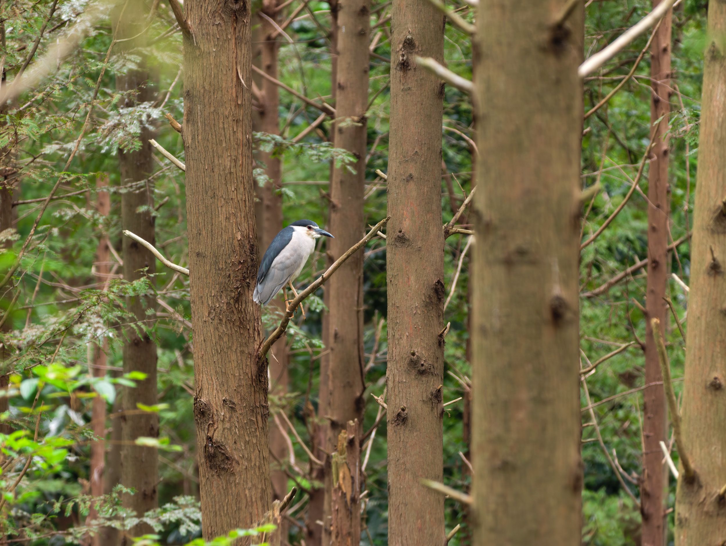 Vivo X500 Pro Max and G2 Ultra 4.7x teleconverter sample gallery: large bird perched in a tree in a nature reserve outside of Shanghai, China