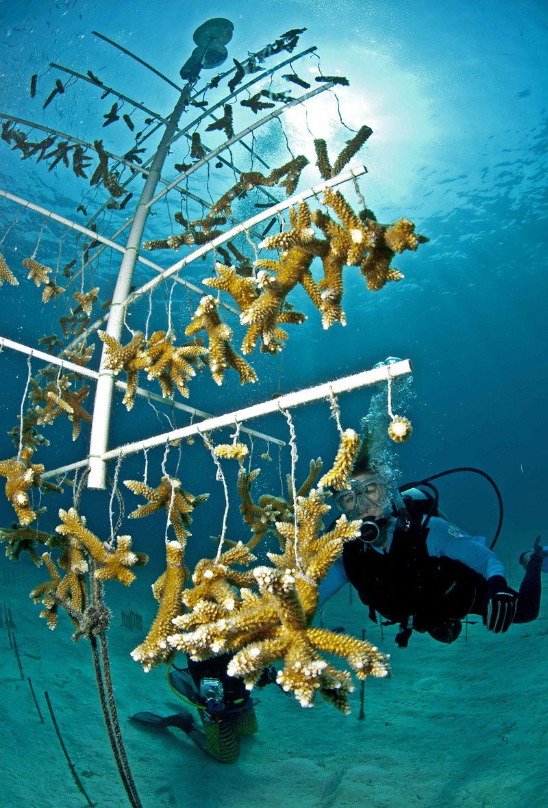 Gallery: Peek Inside a Coral Nursery | Live Science