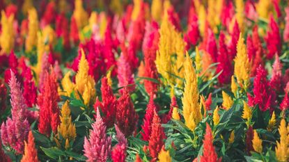 Celosia flowers in red, pink, yellow and orange