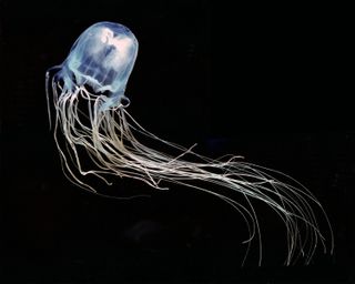 box jellyfish