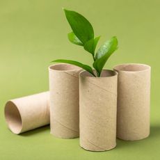 Seedling in toilet paper roll tube