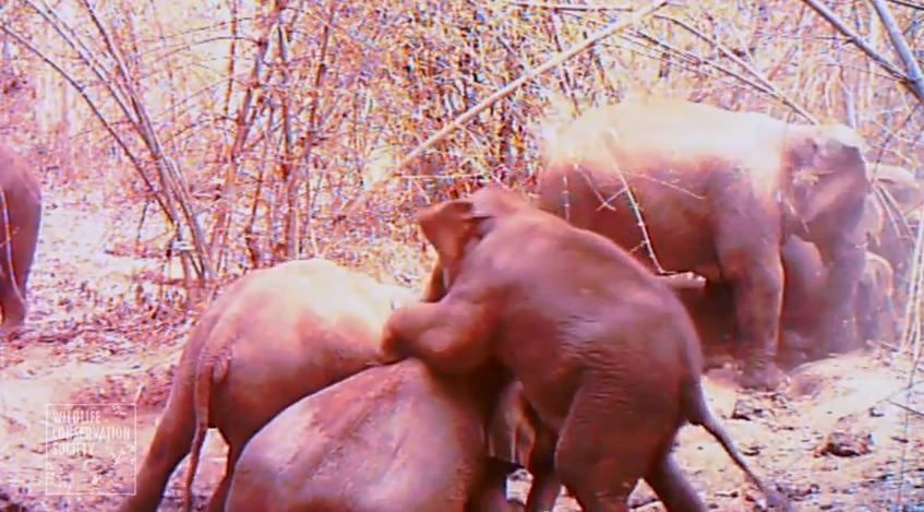 Wild elephants frolicking in Cambodia. 