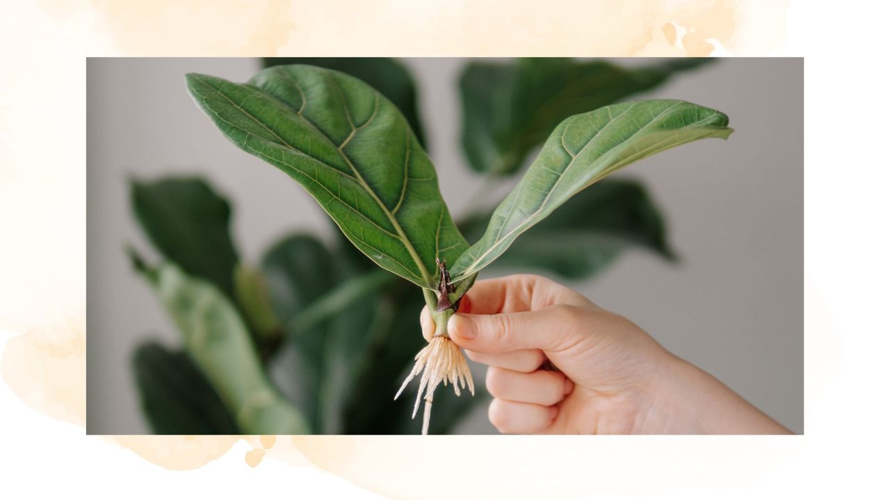 picture of a woman holding a rooted fiddle leaf fig cutting