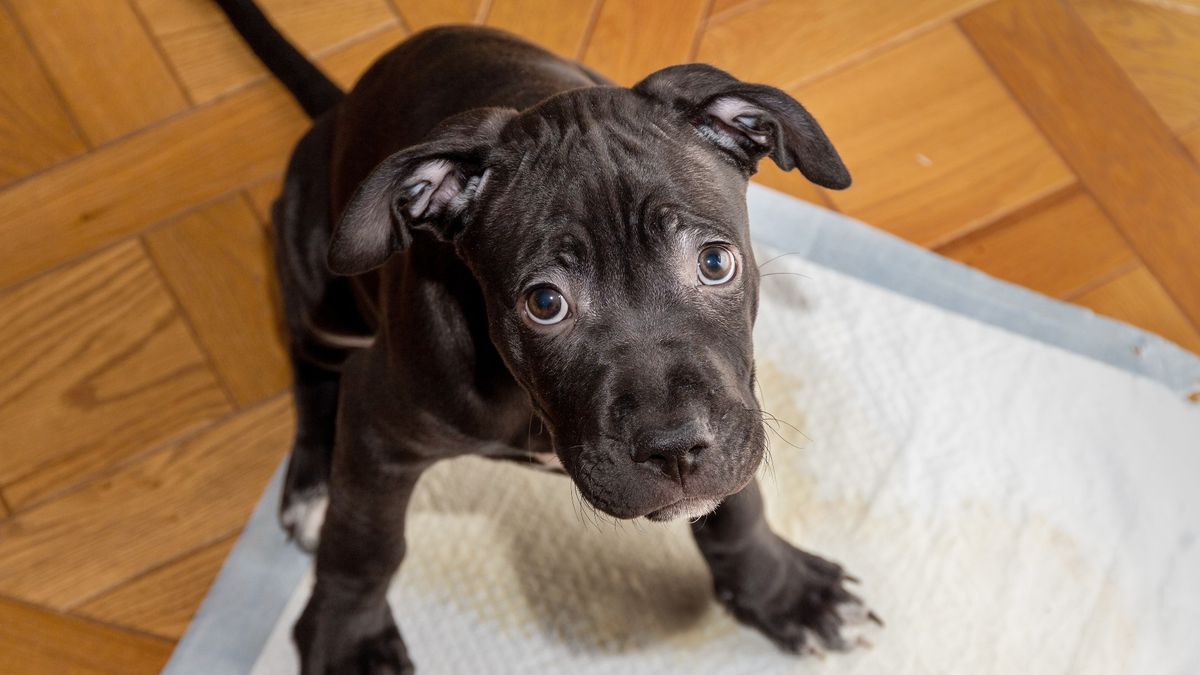 The three most common mistakes we make when potty training puppies, according to a trainer