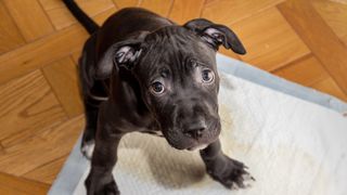 American Pit Bull Terrier puppy going to the toilet on a puppy pad