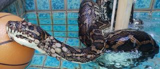 Found partly submerged in a swimming pool, a tick-infested python may have been seeking relief in the cool water.