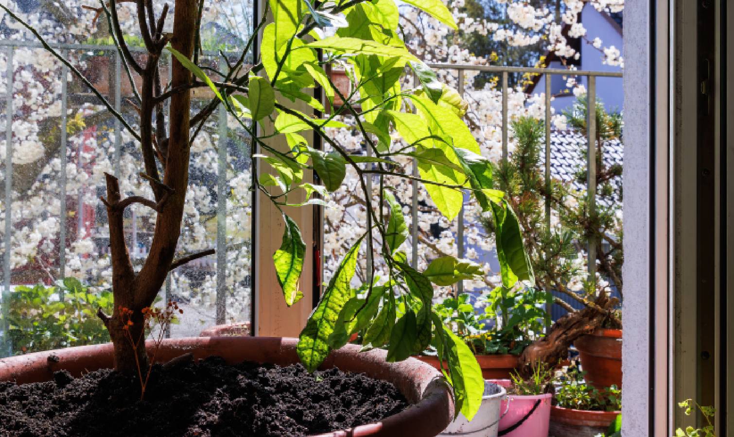 Potted lemon tree