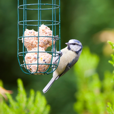A blue tit eating fat balls from a hanging bird feeder.