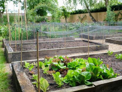 Raised Garden Beds With Railroad Ties