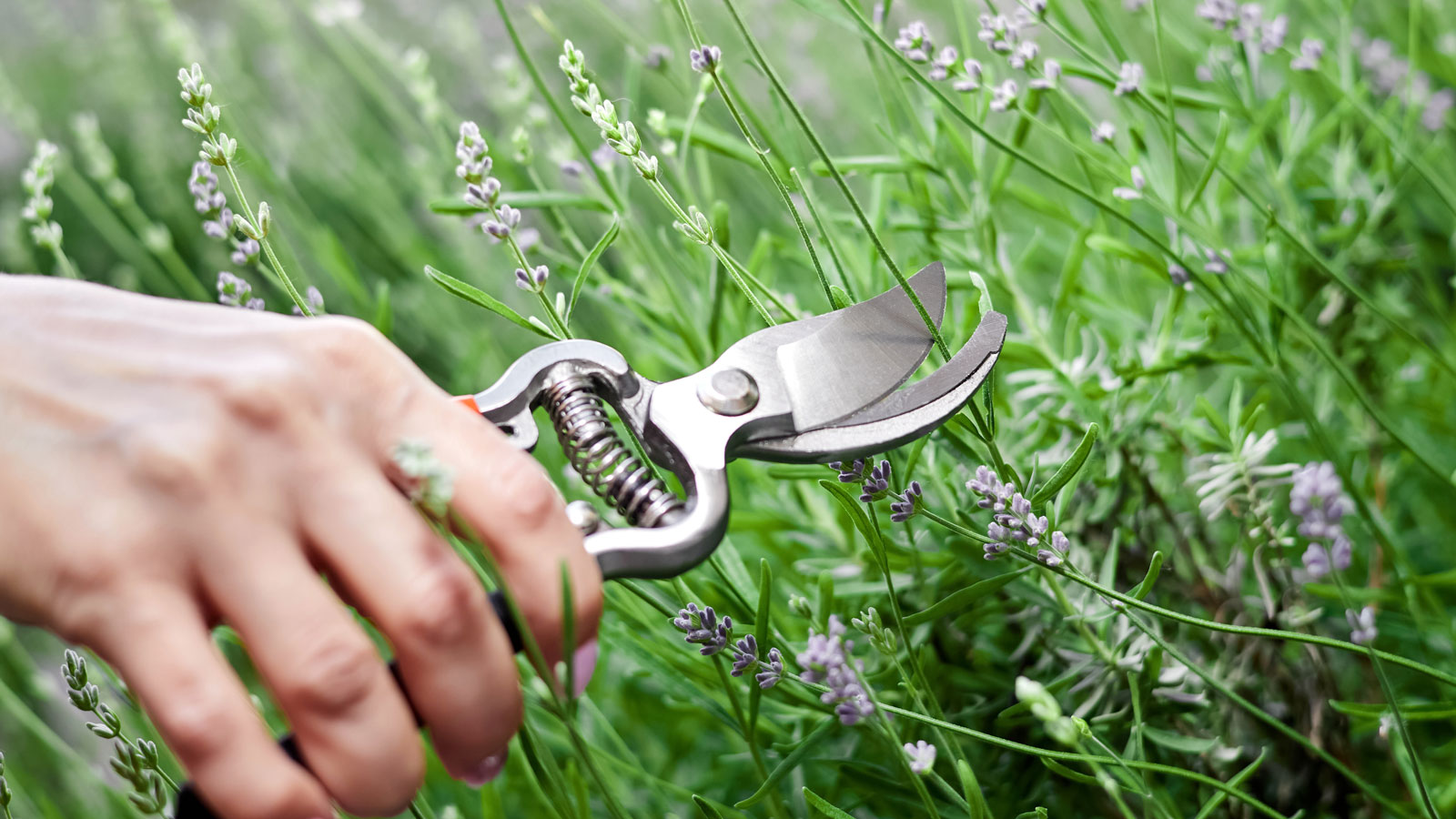 pruning lavender bush after flowering