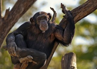 Chimpanzee in Tree
